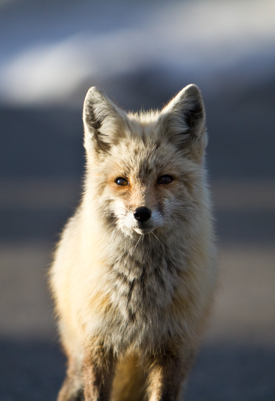 Red Fox